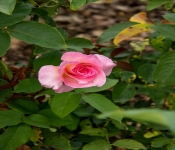 2020 09 01 LyndaleParkRoseGarden 033